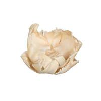 Vickerman 2.75" Palm Cap Bleached Pod (25 pieces)