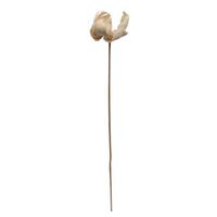 Vickerman 2.75" Palm Cap Bleached Stem Pod (25 pieces)
