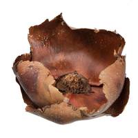 Vickerman 2.75" Palm Cap Natural Pod (100 pieces)