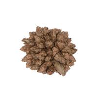 Vickerman 0.8" Star Flower Natural Star Pod (2 Kilograms)