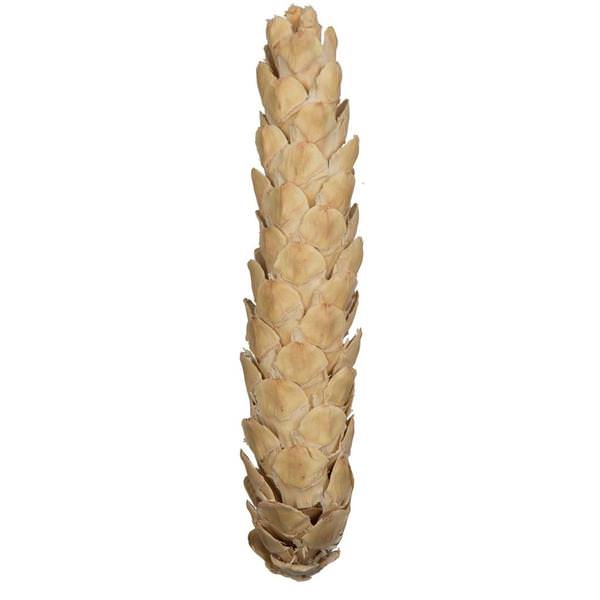 10" Bleached White Extra Large Pine Cone (10 Pack)