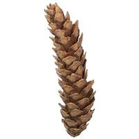Vickerman 10" Natural White Extra Large Pine Cone (30 Pack)