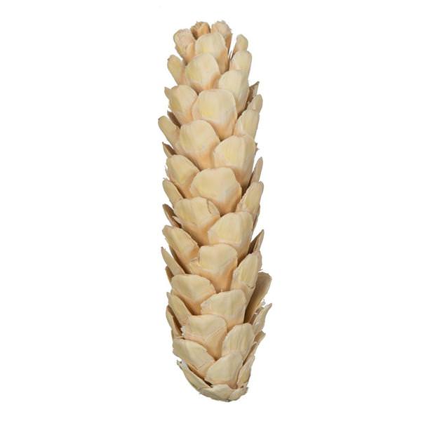 5.9" Bleached White Pine Cone (15 Pack)