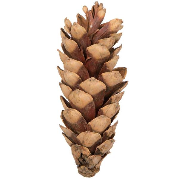 5.9" Natural White Pine Cone (50 Pack)