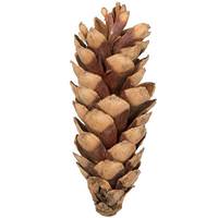 Vickerman 5.9" Natural White Pine Cone (50 Pack)