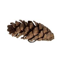 Vickerman 3.14" Natural White Pine Cone (50 Pack)