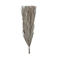 Vickerman 25" Natural Canna Leaf Preserved Bundle (10 Pack)