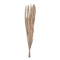 Vickerman 25" Bleached Canna Leaf Preserved Bundle (10 Pack)