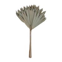 View 20" Natural Palm Sun Stem (12 pack)