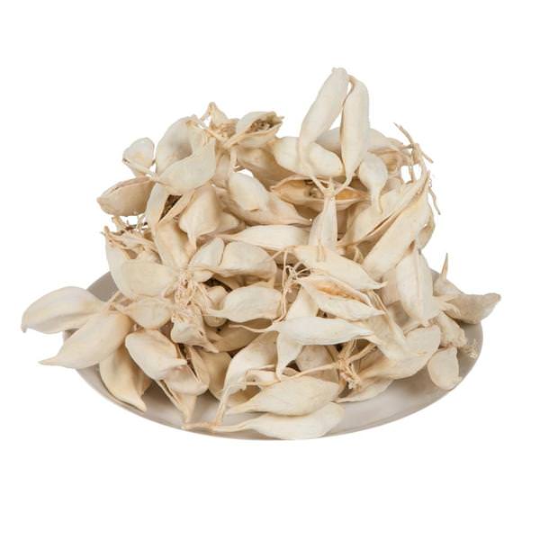3" Brachychiton Bleached Pods (75 Pack)