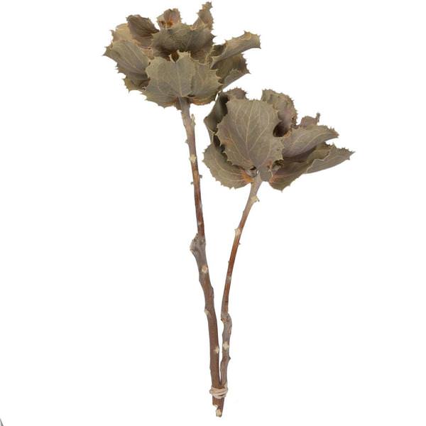 14"x6" Queen Flower Small 2 Head Bunch 
