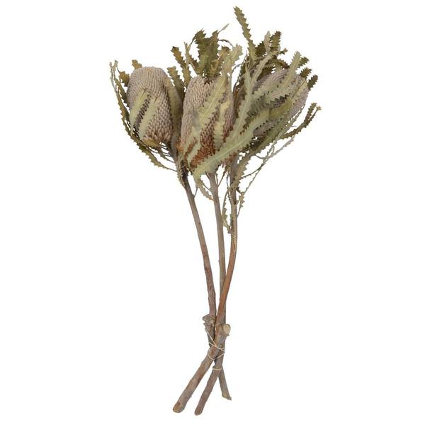 15-18"x3" Banksia Prionotes 3 Head Bunch