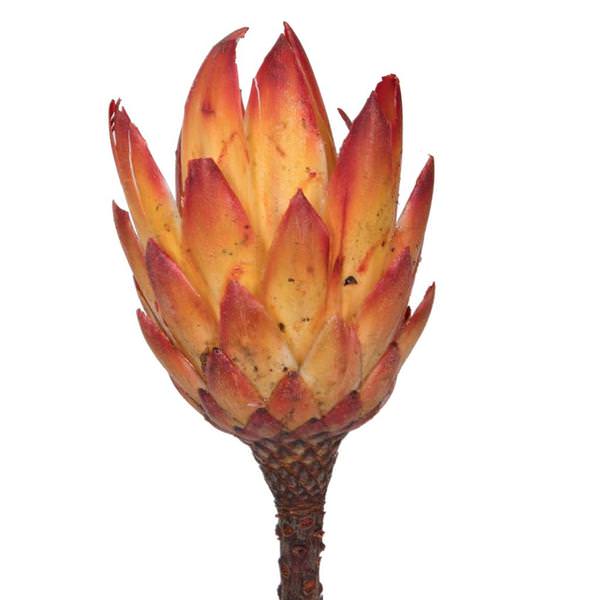 13"x3" Repens Red Sugar Star Natural Stem (25 Pack)