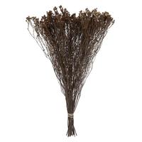 Vickerman 19"x4" Staavia 3.5 oz Preserved Hydrangea
