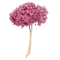 Vickerman 15" Brombeer Hydrangea