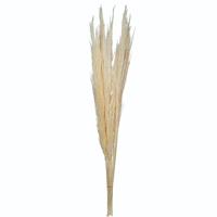 View 46" Bleached Pampas Grass Bundle (6 stems)