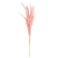 Vickerman 46" Salmon Pampas Grass Bundle (6 stems)