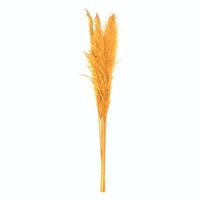 Vickerman 46" Aspen Gold Pampas Grass Bundle (6 stems)