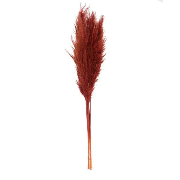 46" Bordeaux Pampas Grass Bundle (6 stems)