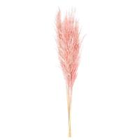 Vickerman 46" Dusty Rose Pampas Grass Bundle (6 stems)
