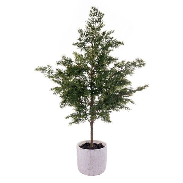37" Green Cypress Sapling Potted