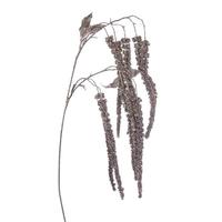Vickerman 44" Champagne Amaranthus Spray Christmas Decoration (2 Pack)