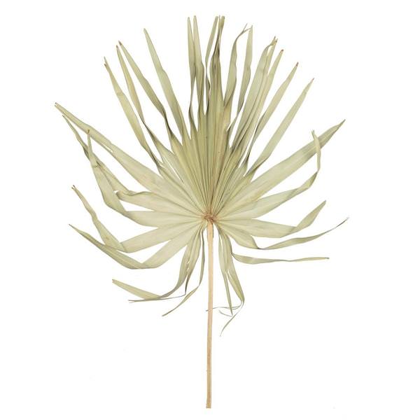32-40" Natural Palm Leaf Uncut (12 pack)