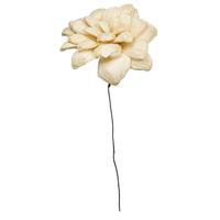 Vickerman 6" Bleached Maize Dahlia on 18" stem (6 Pack)