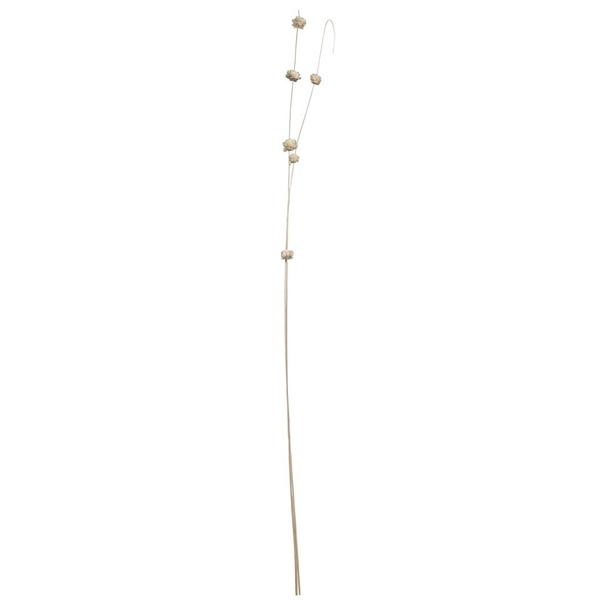 40" Brown Coco Bleached Sola Zinnia (24 Pack)
