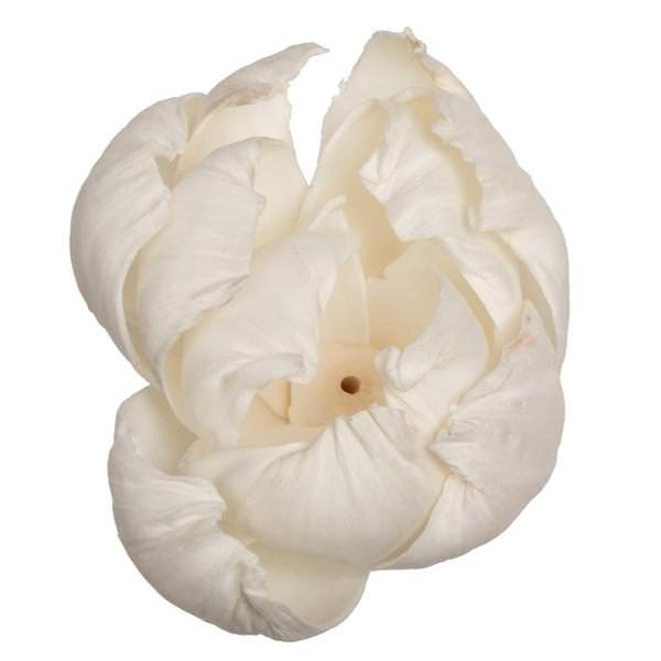 1-3" Assorted Peony Sola Head (24 pack)