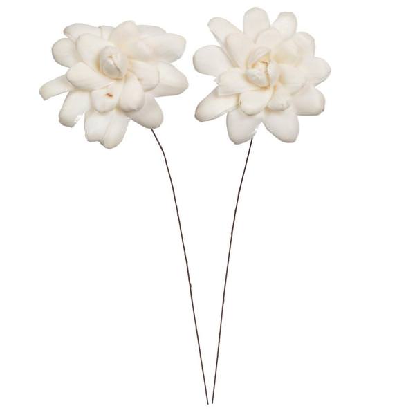4" Eleanor Sola Flower 12" Stem (12 pack)