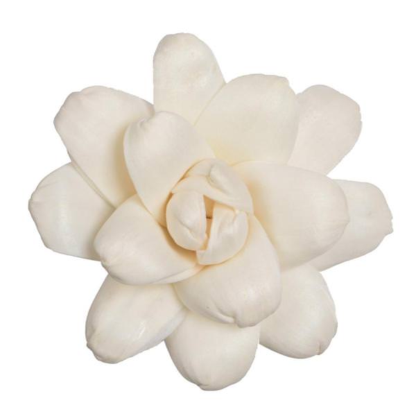 1-3" Assorted Eleanor Sola Head (24 pack)