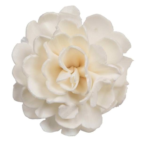 1-3" Assorted Camellia Sola Head (24 pack)