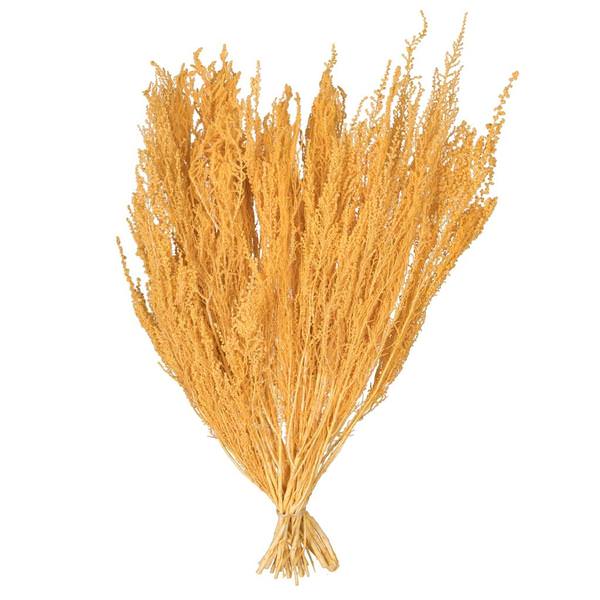 14"-18" Yellow Stoebe Bundle (2 Pack)