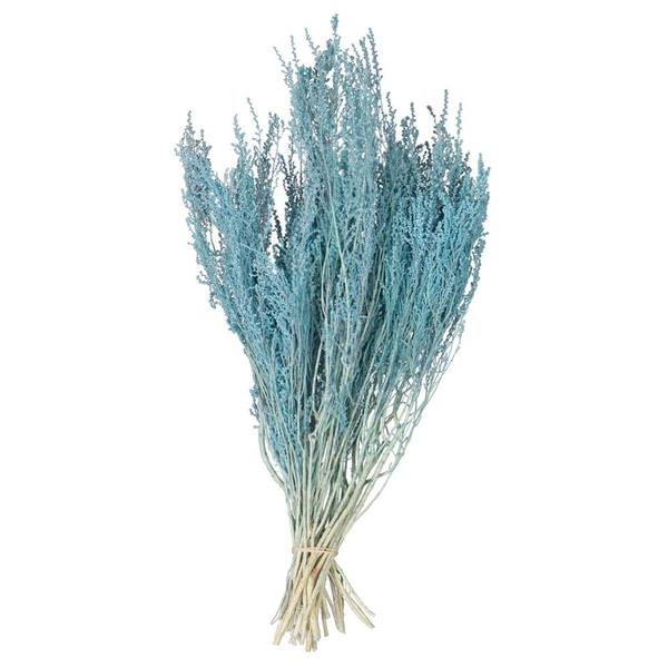 14"-18" Baby Blue Stoebe Bundle (2 Pack)