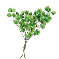 Vickerman 13.5"-17" 60 Blooms Green Cara Blossoms