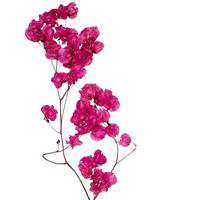 Vickerman 13.5"-17" 60 Blooms Raspberry Cara Blossoms