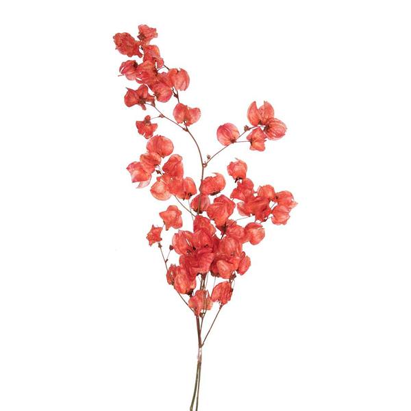 13.5"-17" 60 Blooms Red Cara Blossoms