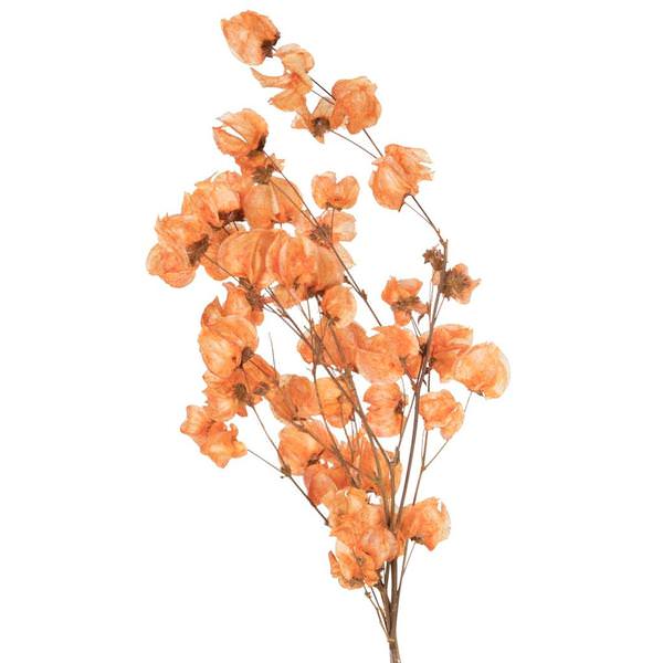 13.5"-17" 60 Blooms Orange Cara Blossoms