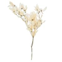 Vickerman 13.5"-17" Bleached Cabo Verde Skeleton 