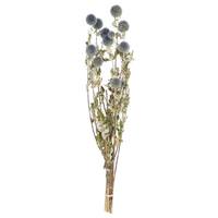 Vickerman 21"-24" Natural Echinops (4oz Bundle)