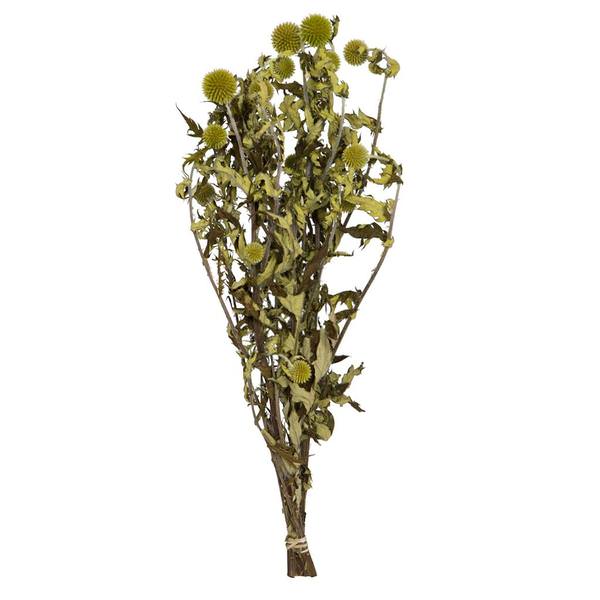 21"-24" Green Echinops (4oz Bundle)