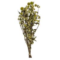 Vickerman 21"-24" Green Echinops (4oz Bundle)