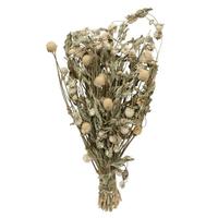 Vickerman 17"-19" Cream Amaranth (4oz Bundle)