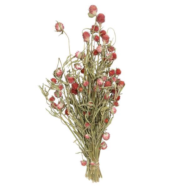 17"-19" Red Amaranth (4oz Bundle)