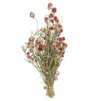 Vickerman 17"-19" Red Amaranth (4oz Bundle)