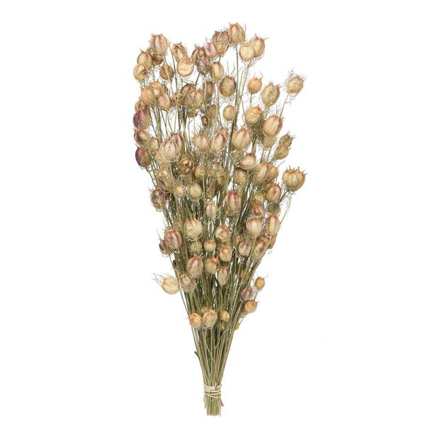 20"-22" Nigella (3oz Bundle)