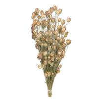 Vickerman 20"-22" Nigella (3oz Bundle)
