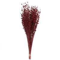 Vickerman 20"-22" 4oz Preserved Red Dried Flax Linum
