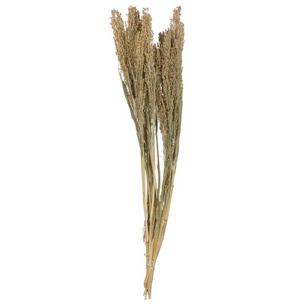 22-26" 4oz Natural Dried Panicum